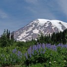 Paradise Side Of Rainier.